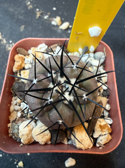Copiapoa cinerea 354