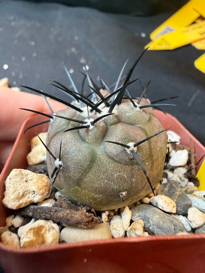 Copiapoa cinerea 354