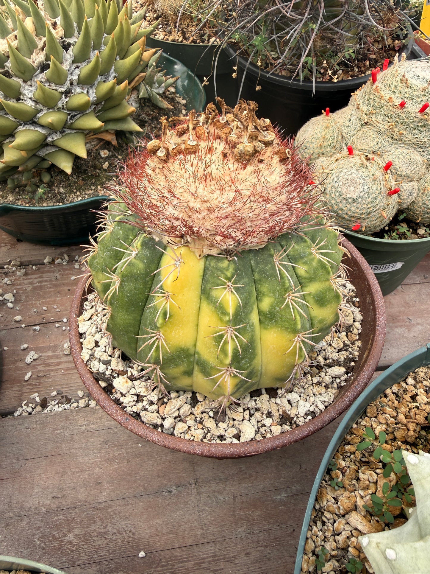 Echinocereus lindsayii and Melocactus curvispinus variegated