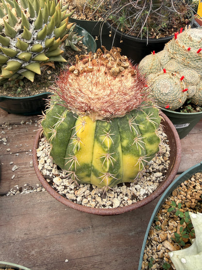 Echinocereus lindsayii and Melocactus curvispinus variegated