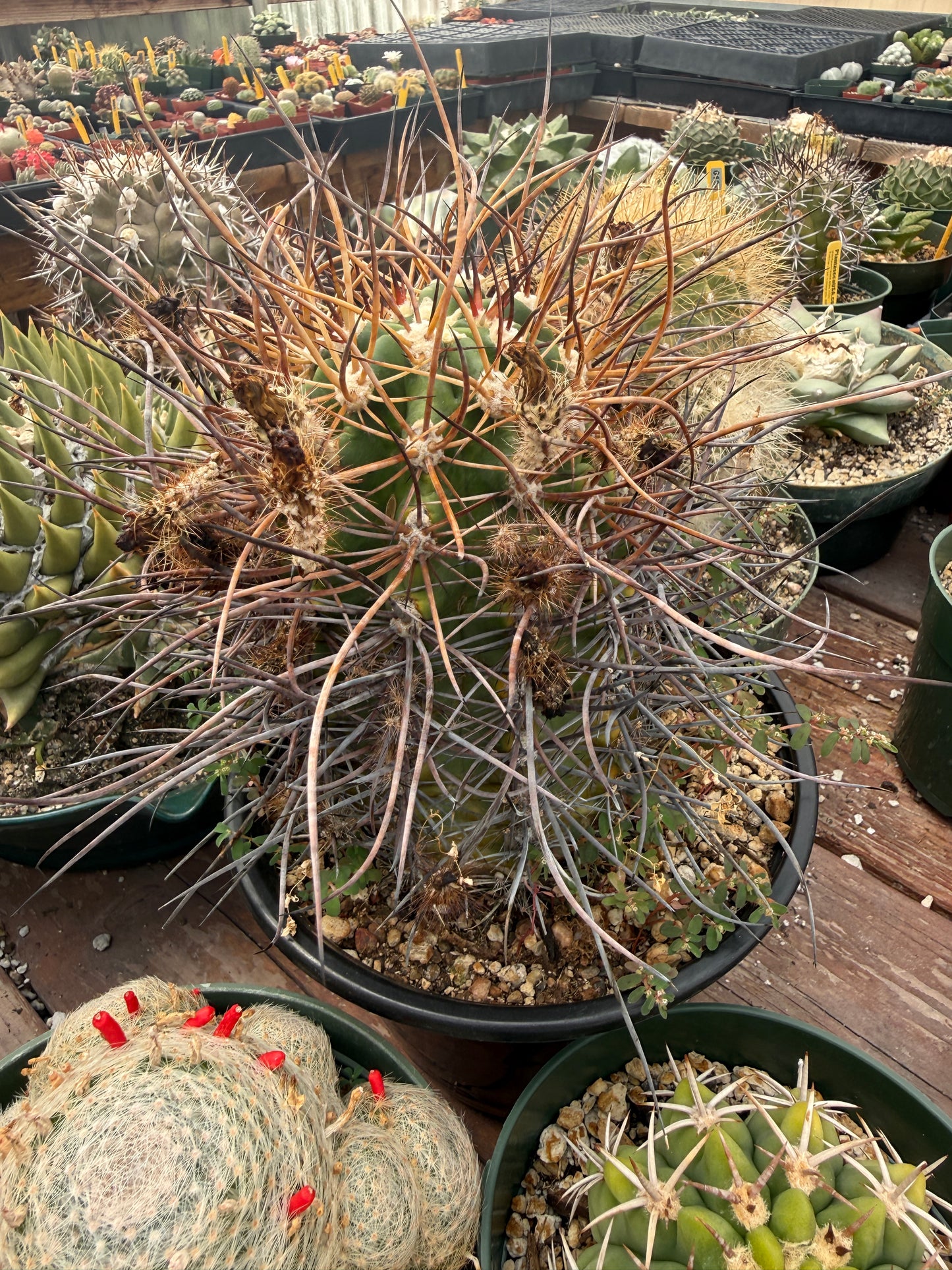 Echinocereus lindsayii and Melocactus curvispinus variegated