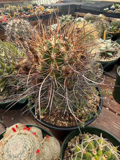 Echinocereus lindsayii and Melocactus curvispinus variegated