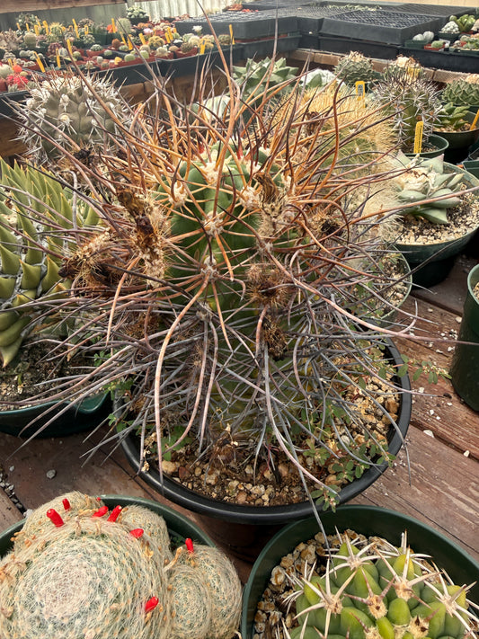 Echinocereus lindsayii and Melocactus curvispinus variegated