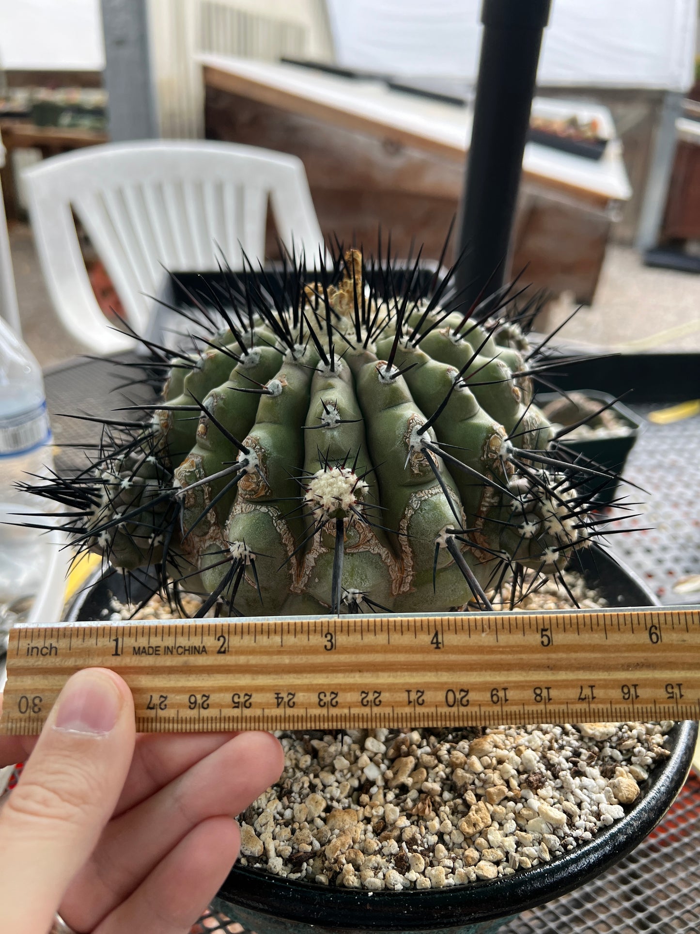 Copiapoa cinerea specimen 7 inch+ with 6-7 pups. Has character