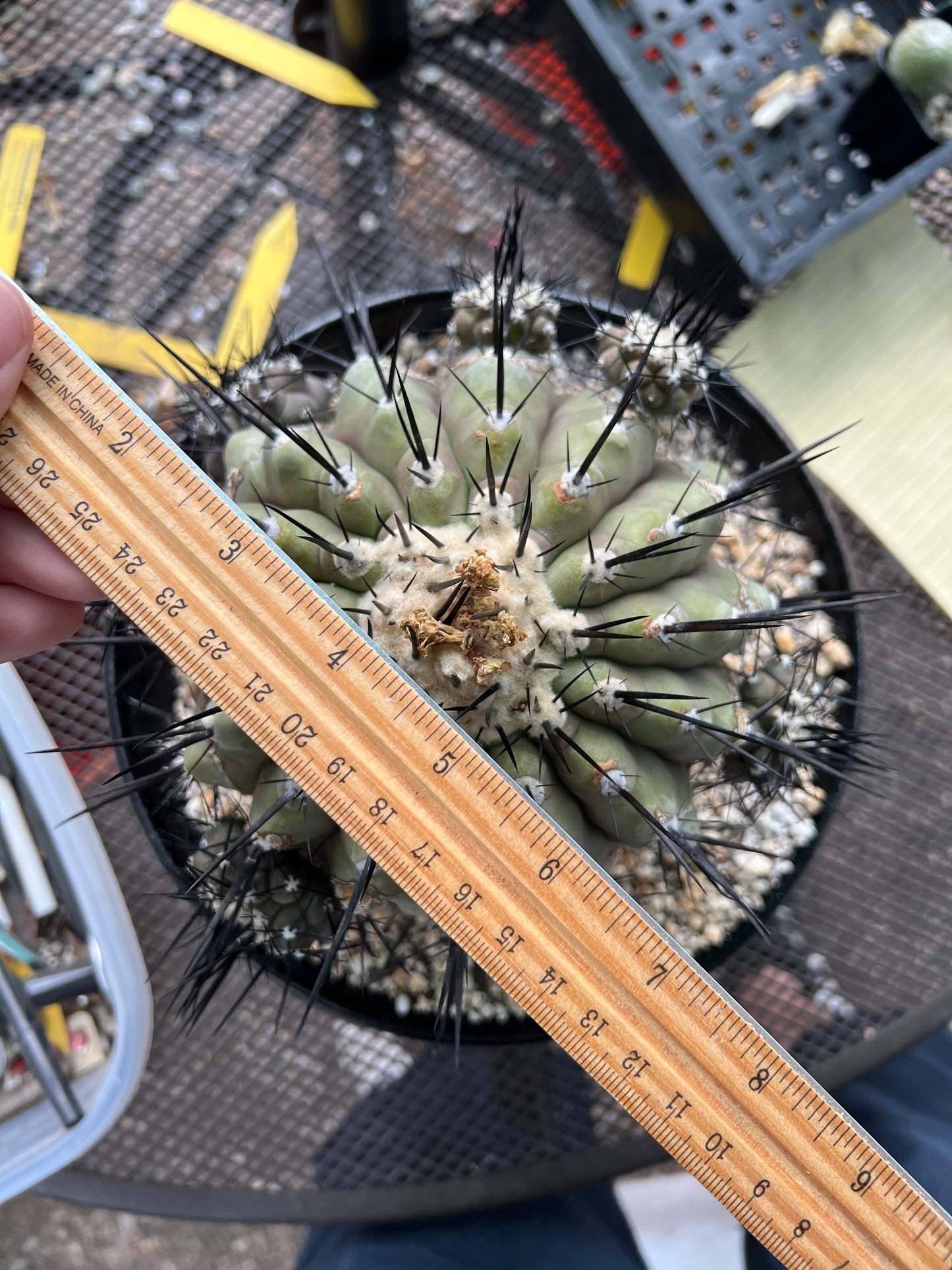 Copiapoa cinerea specimen 7 inch+ with 6-7 pups. Has character