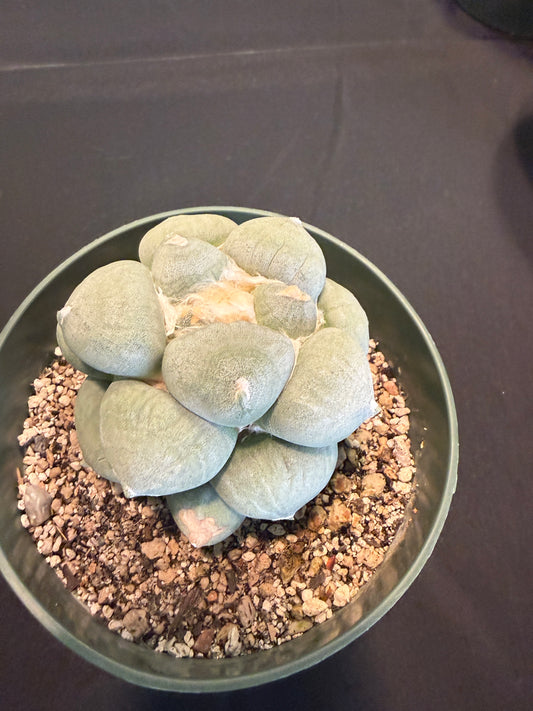 Ariocarpus maruibo furfuraceous