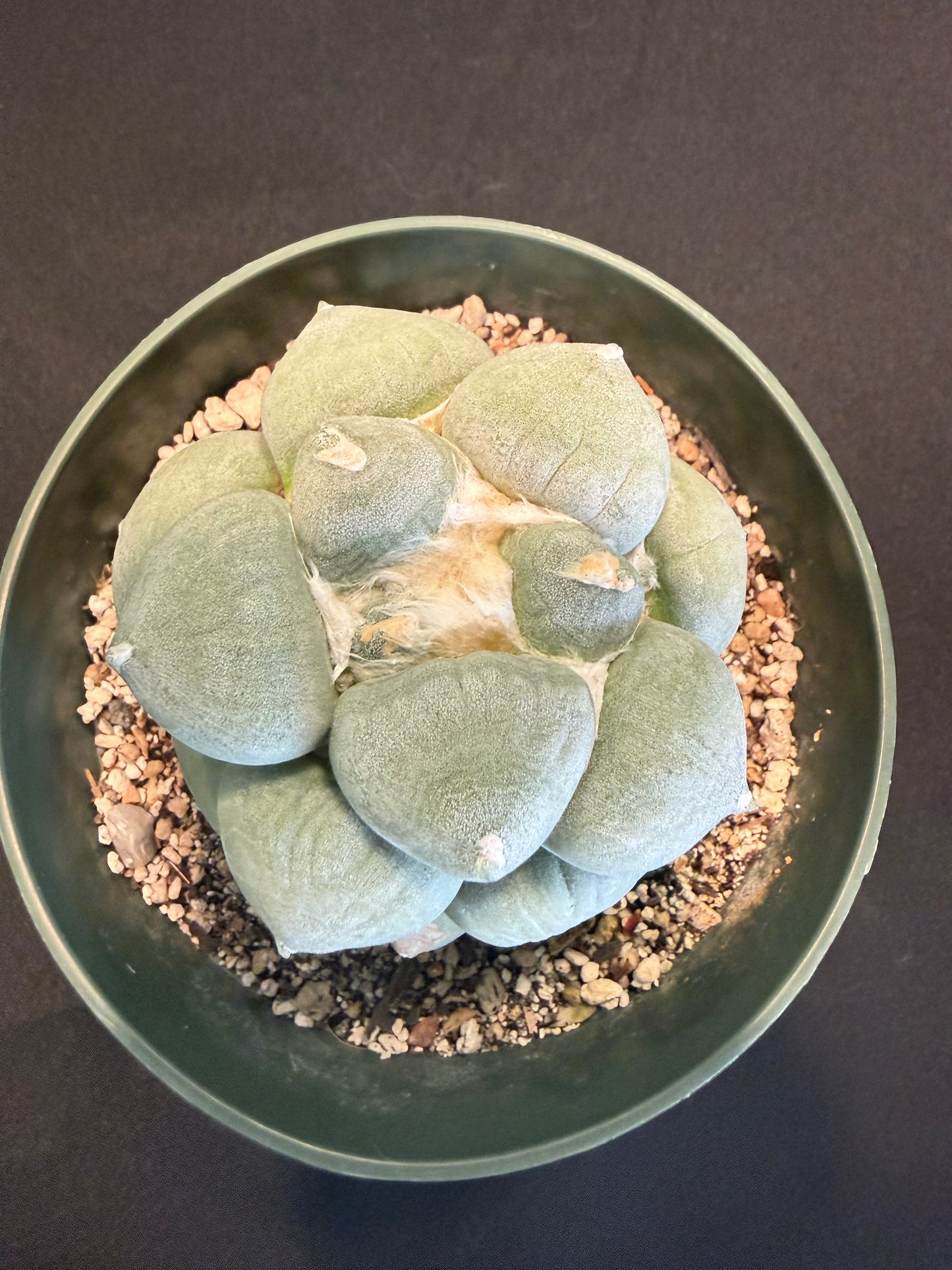 Ariocarpus maruibo furfuraceous