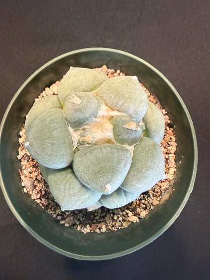 Ariocarpus maruibo furfuraceous