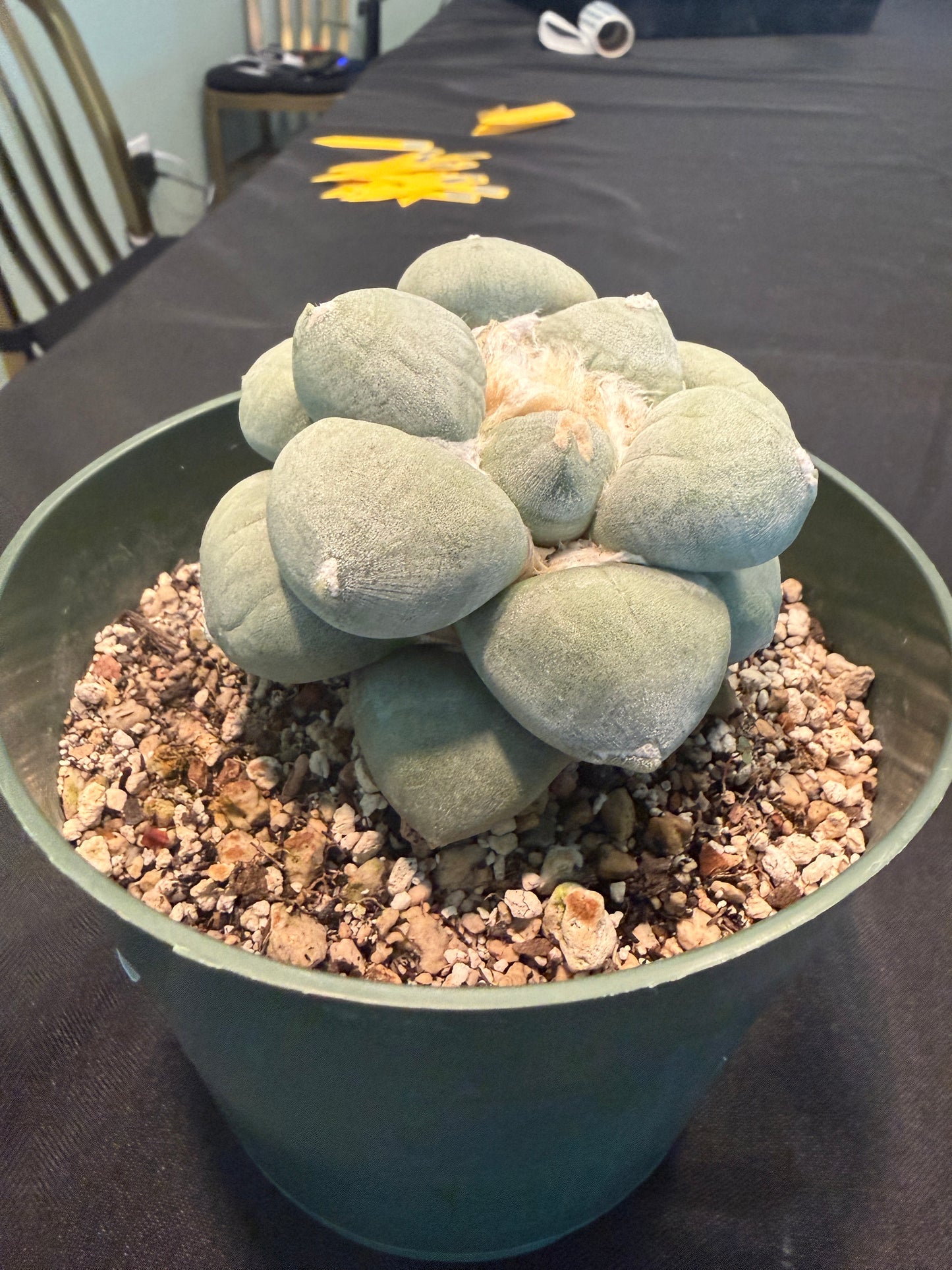 Ariocarpus maruibo furfuraceous