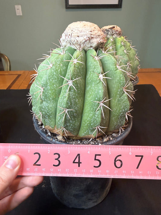 Melocactus curvispinus with cephalium old plant 1217