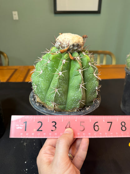 Melocactus curvispinus specimen with cephalium 1216
