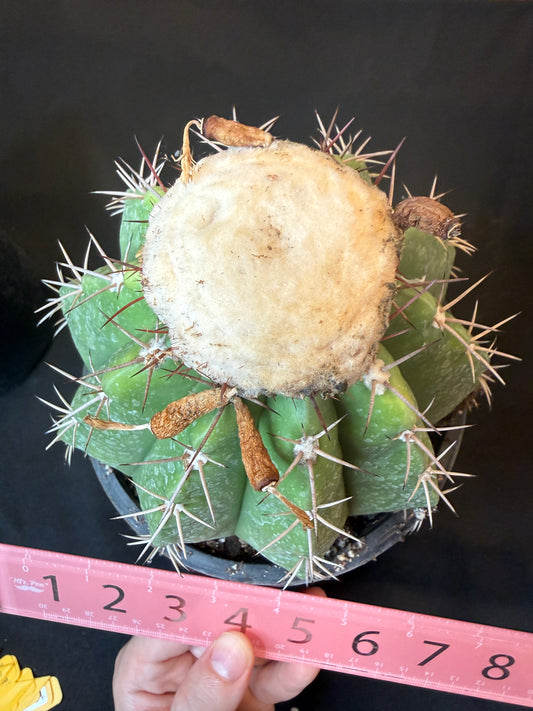 Melocactus curvispinus specimen with cephalium 1216