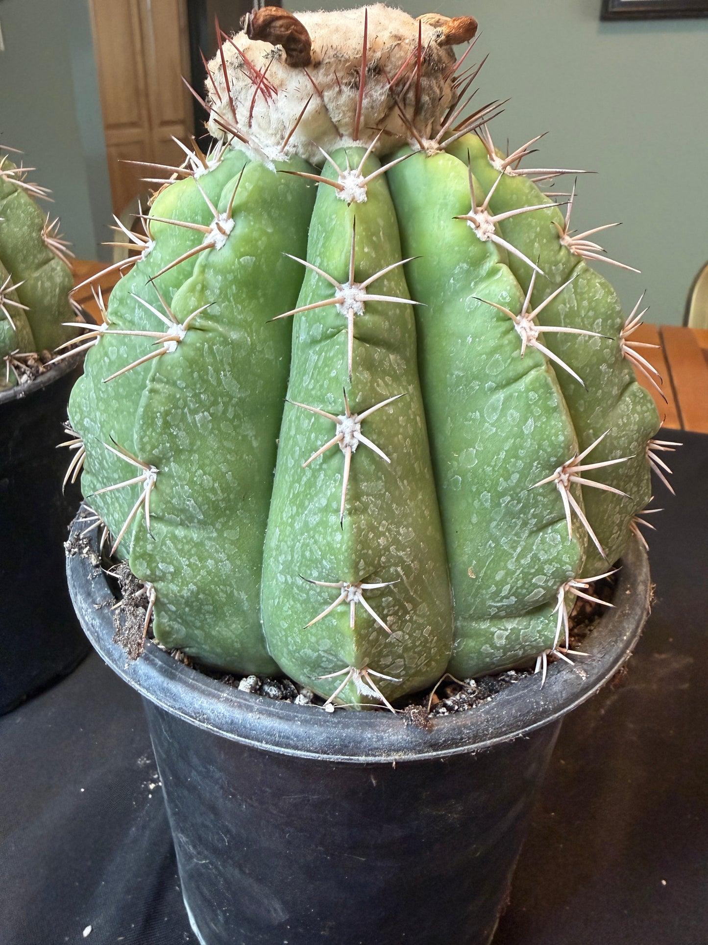 Melocactus curvispinus specimen with cephalium 1216
