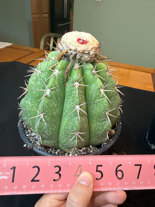 Melocactus curvispinus specimen with cephalium 503