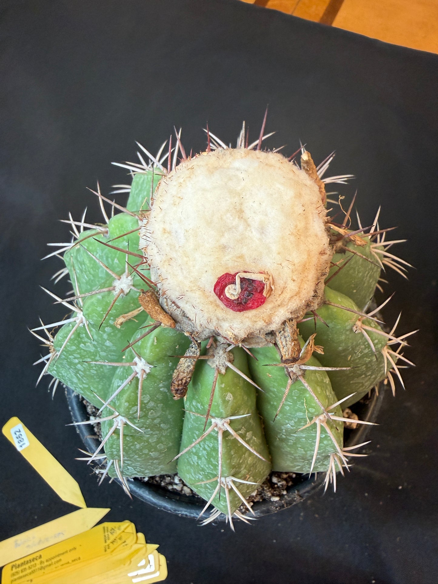 Melocactus curvispinus specimen with cephalium 503