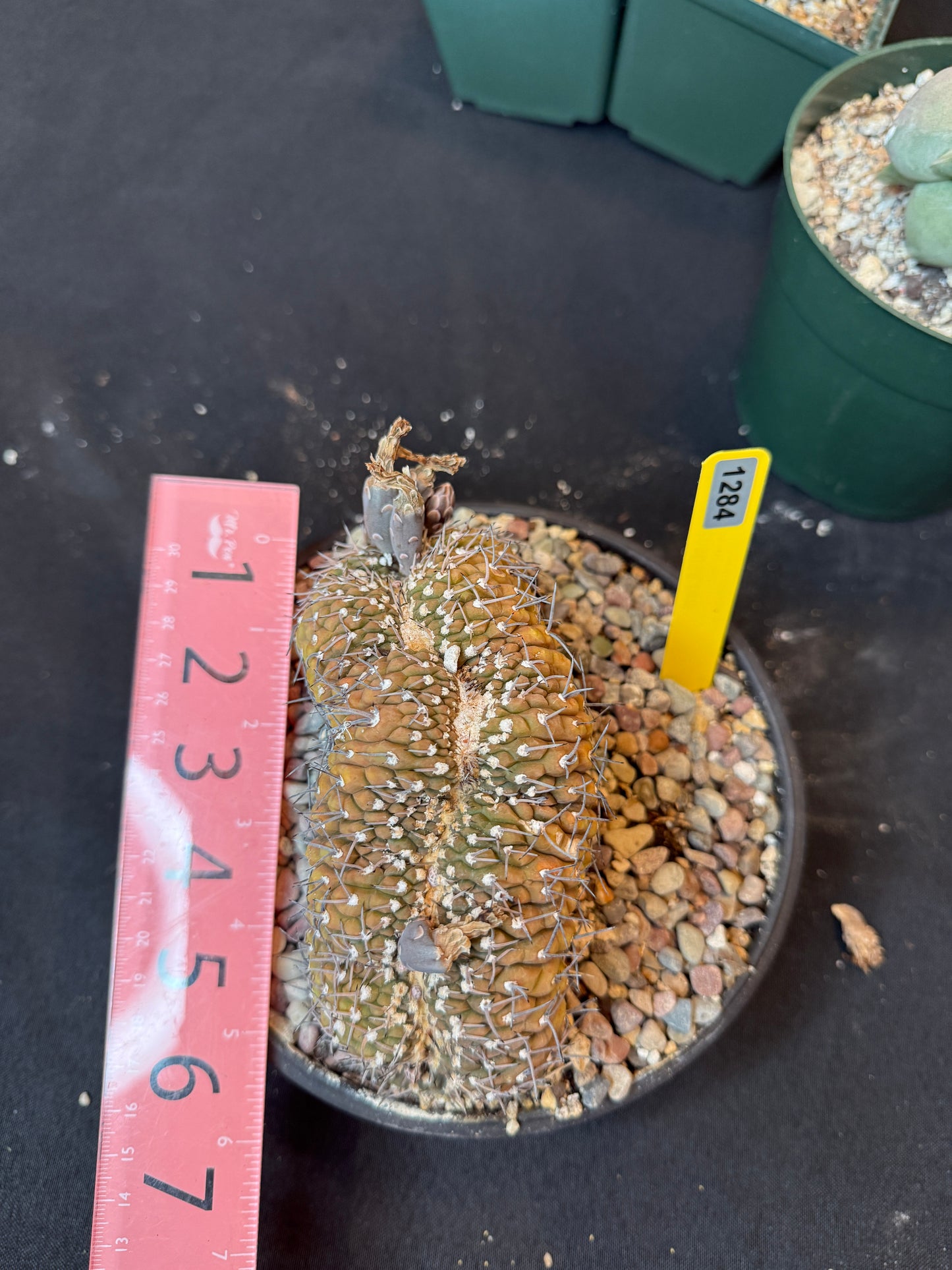 Gymnocalycium asterium crest specimen size 1284
