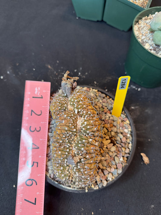 Gymnocalycium asterium crest specimen size 1284