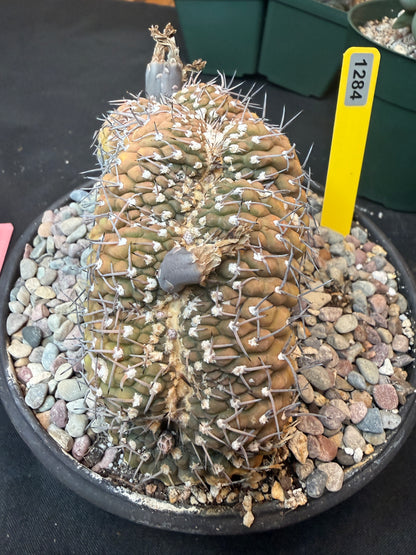 Gymnocalycium asterium crest specimen size 1284