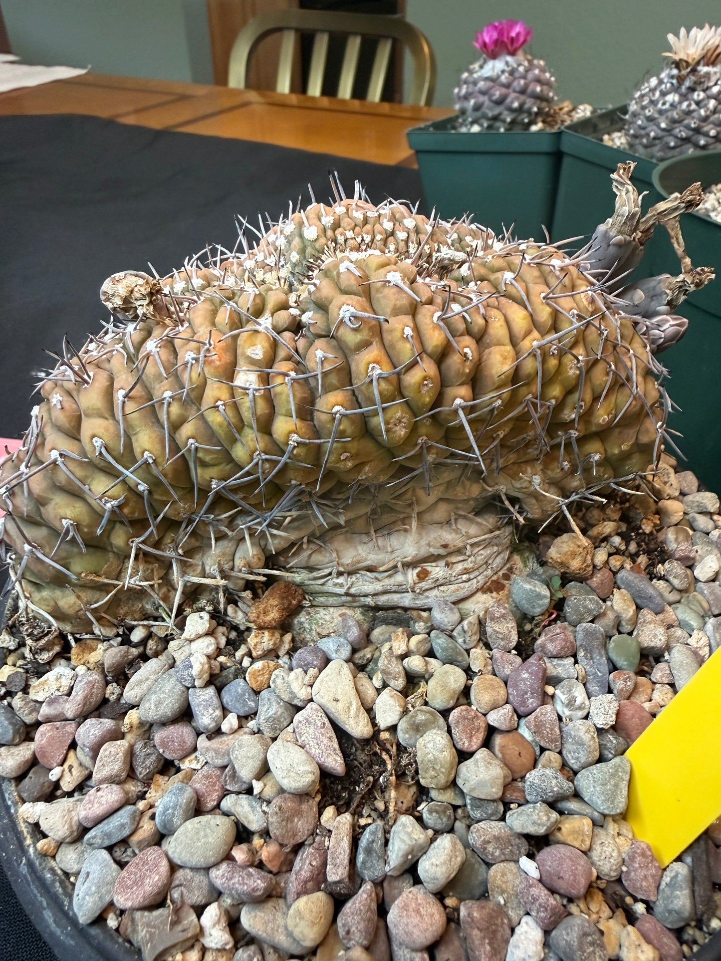 Gymnocalycium asterium crest specimen size 1284