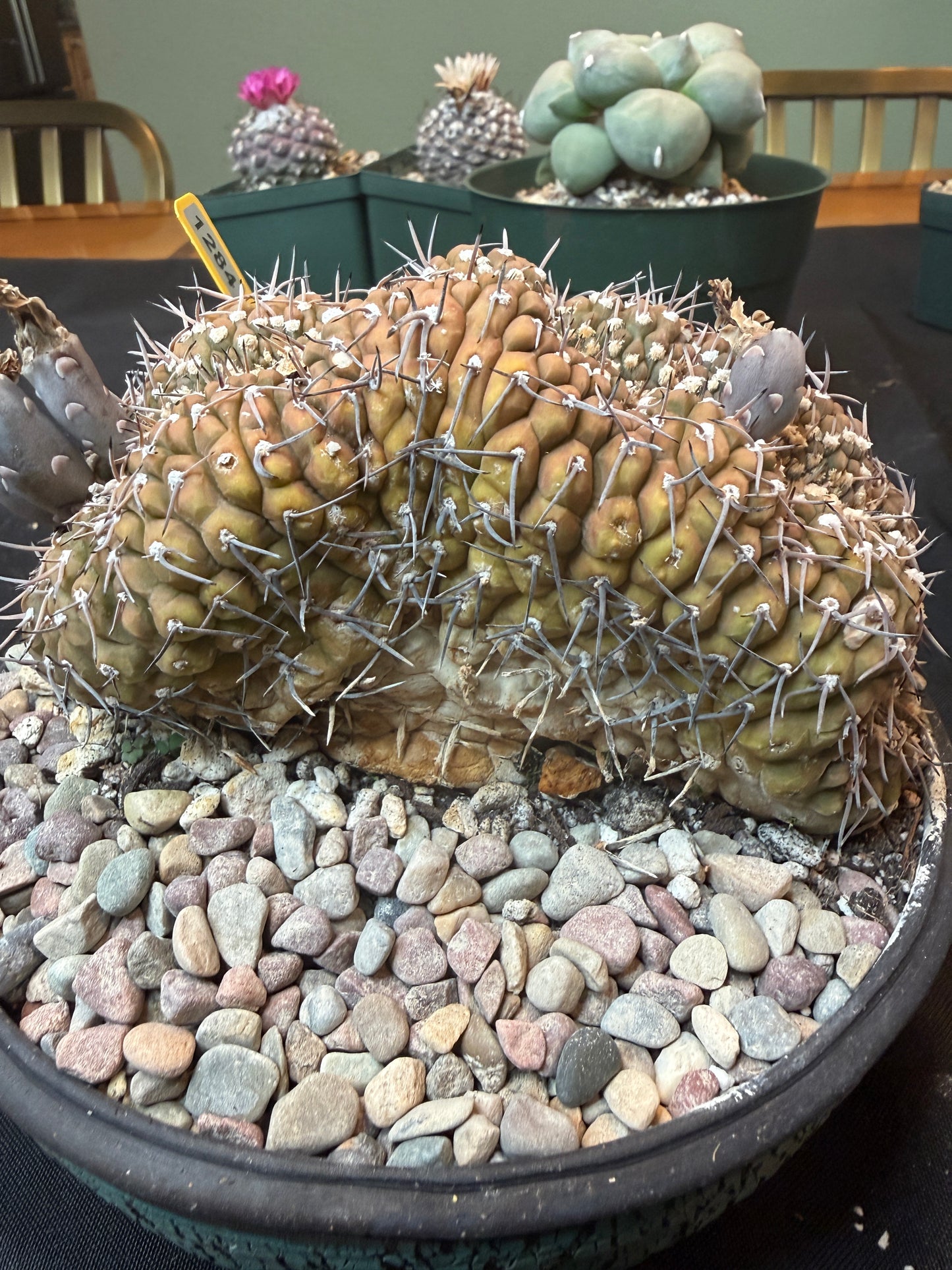 Gymnocalycium asterium crest specimen size 1284
