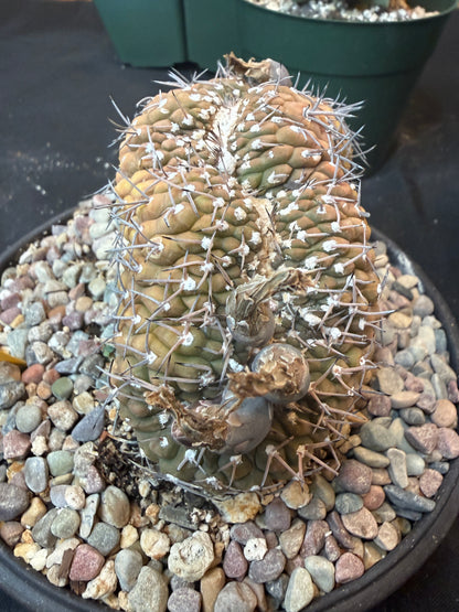 Gymnocalycium asterium crest specimen size 1284