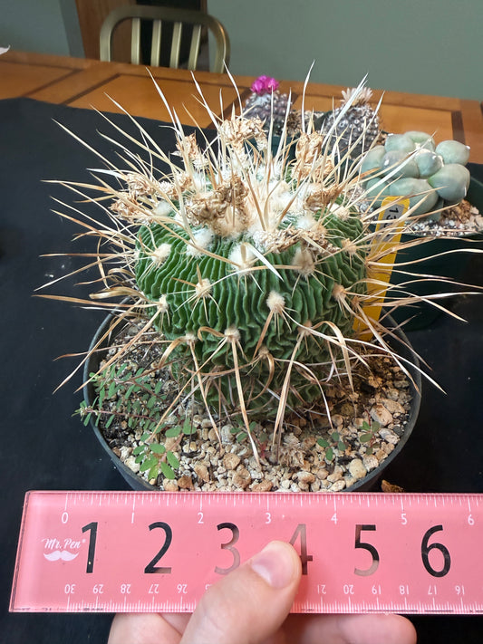 Stenocactus multicostatus specimen from collection 1332