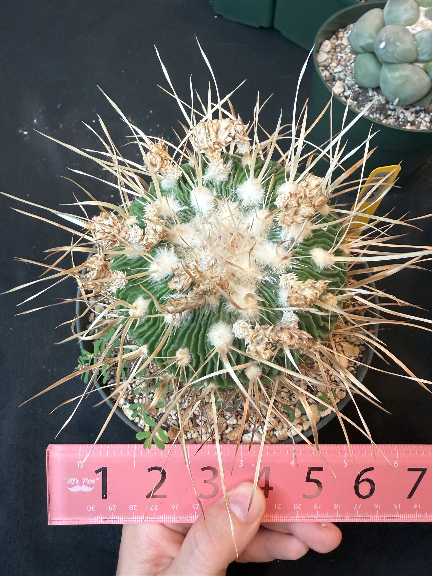 Stenocactus multicostatus specimen from collection 1332