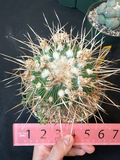 Stenocactus multicostatus specimen from collection 1332