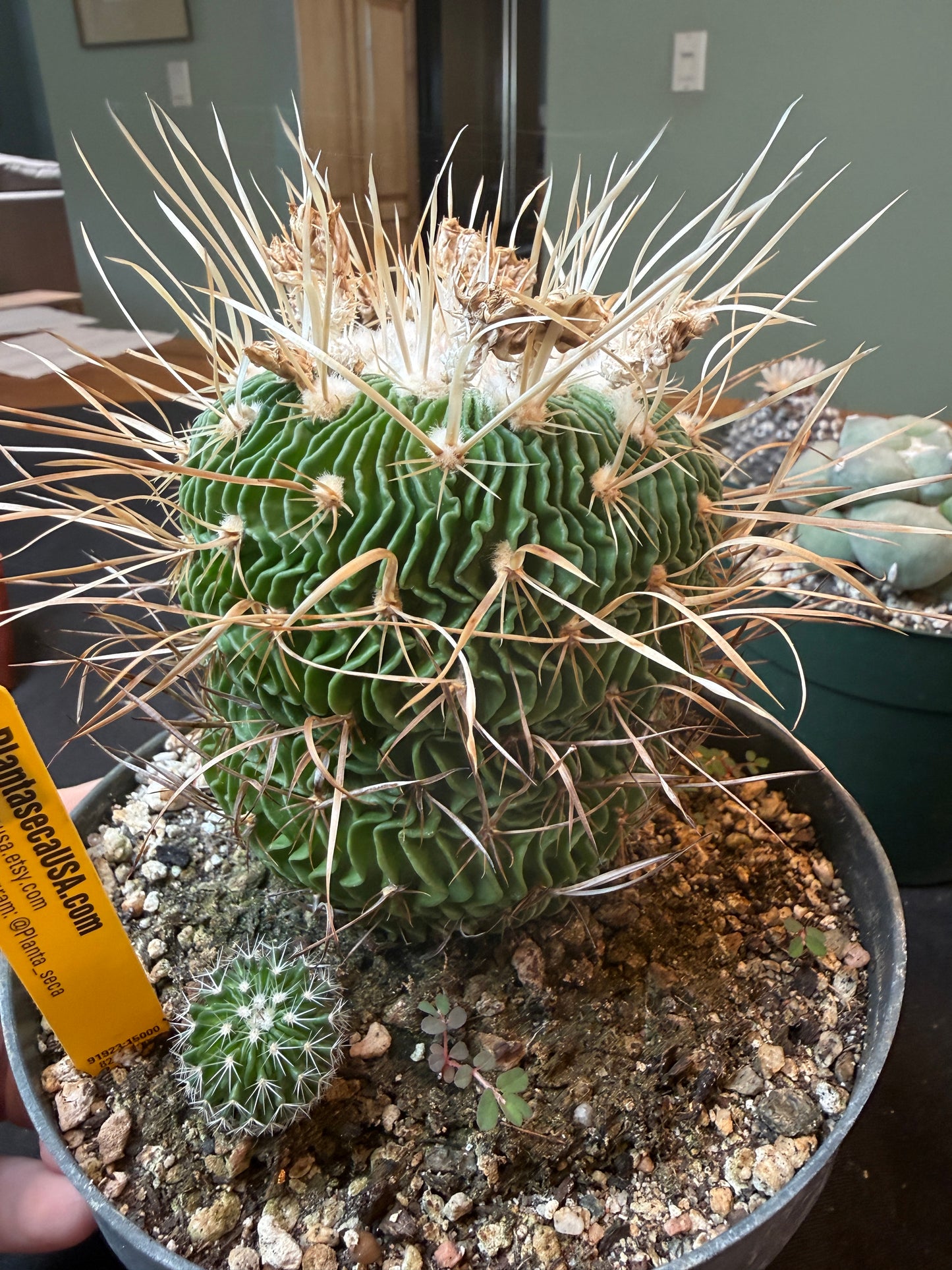 Stenocactus multicostatus specimen from collection 1332