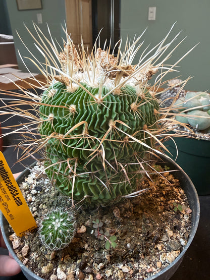 Stenocactus multicostatus specimen from collection 1332