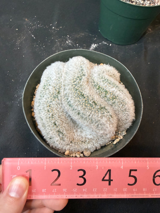 Mammillaria albicoma large crest rare 1172
