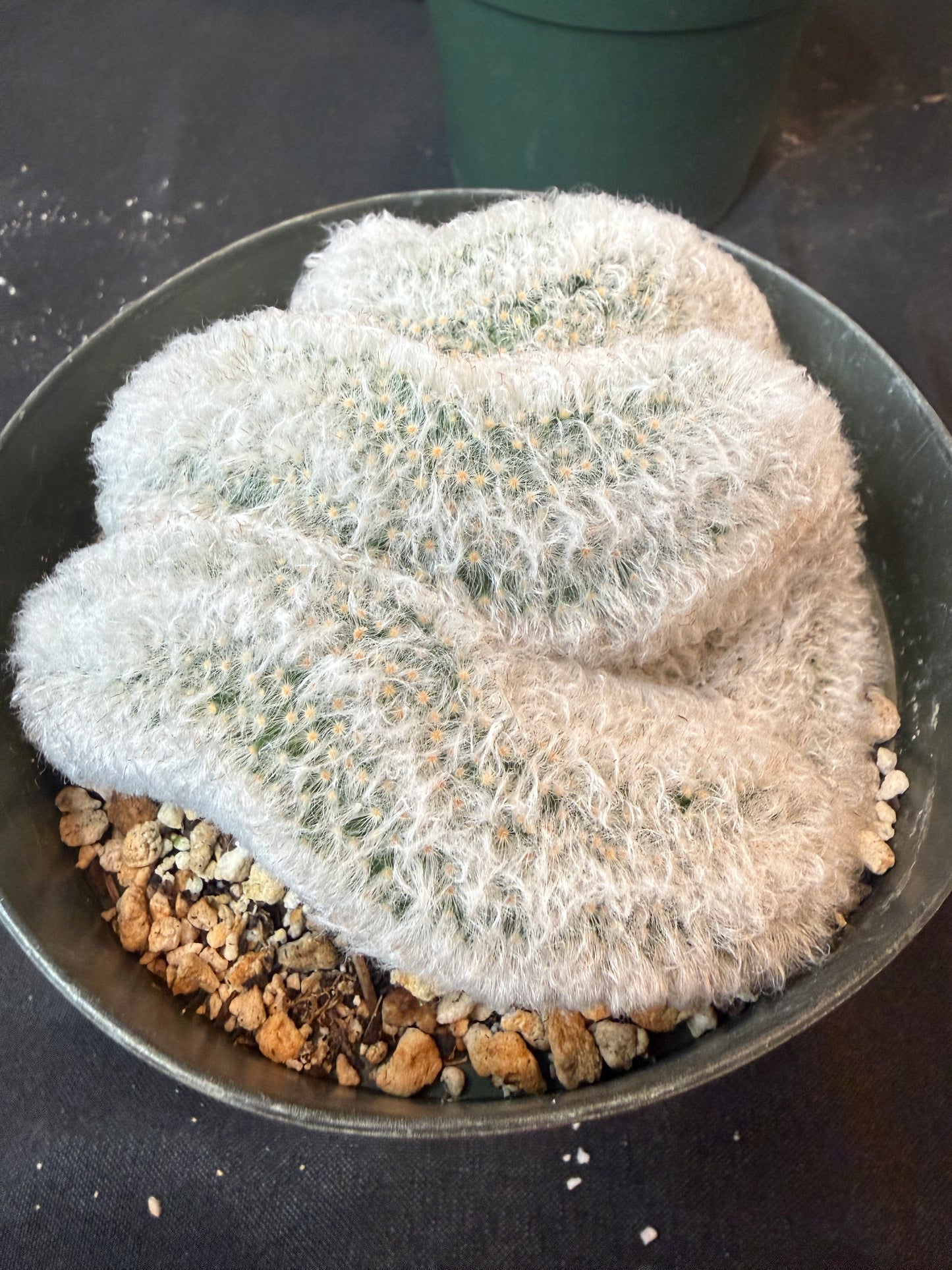 Mammillaria albicoma large crest rare 1172