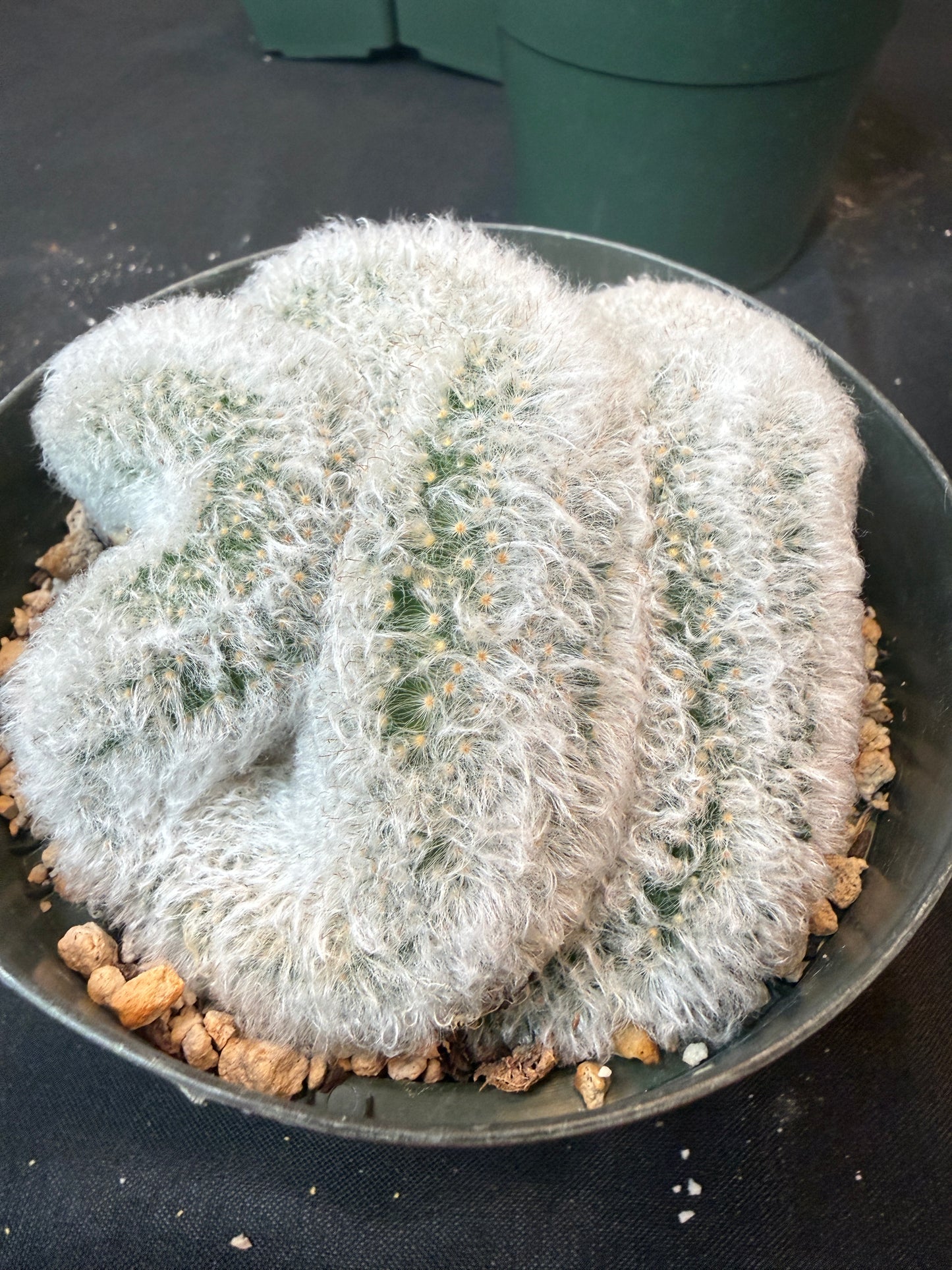 Mammillaria albicoma large crest rare 1172