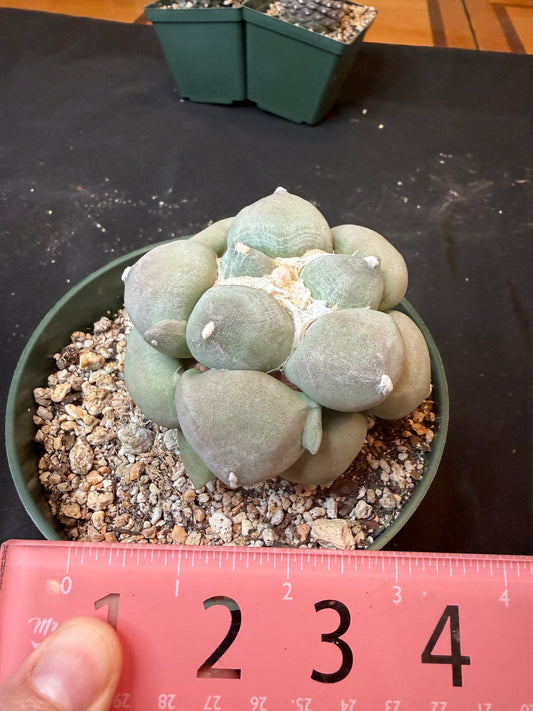 Ariocarpus maruibo specimen 1485