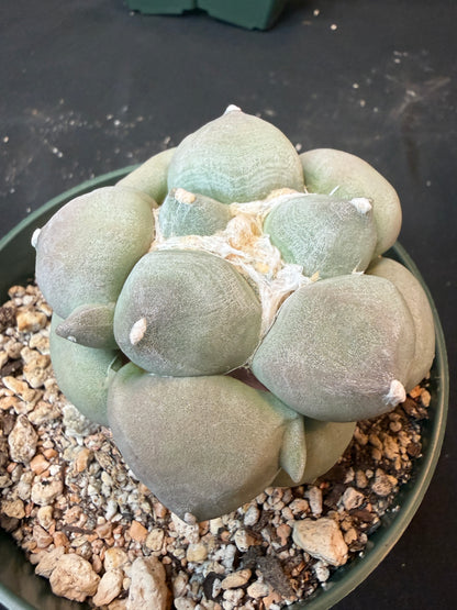 Ariocarpus maruibo specimen 1485