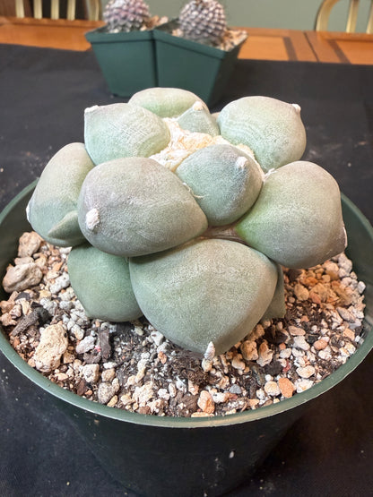 Ariocarpus maruibo specimen 1485
