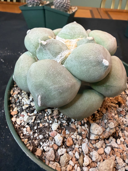 Ariocarpus maruibo specimen 1485