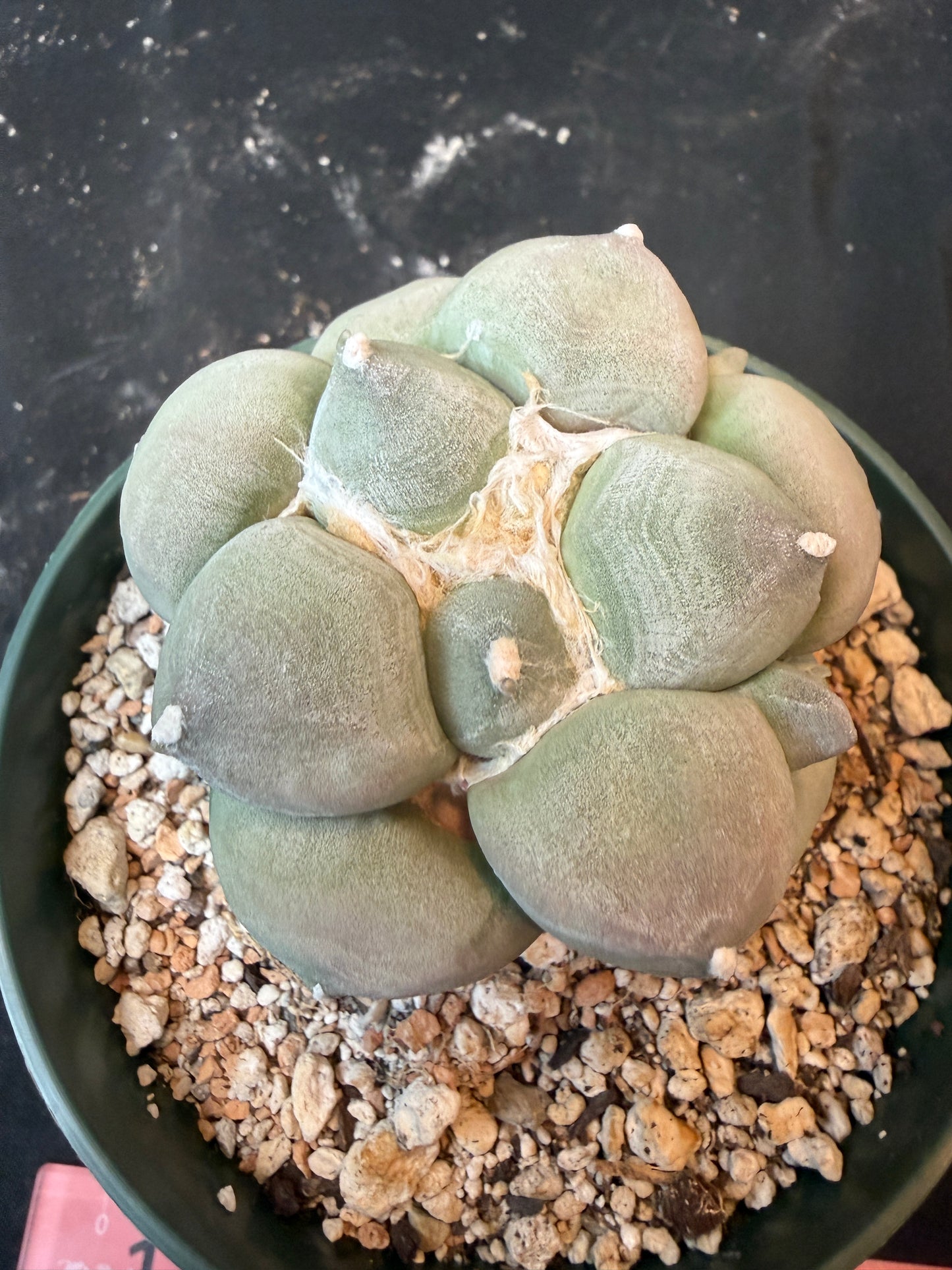 Ariocarpus maruibo specimen 1485