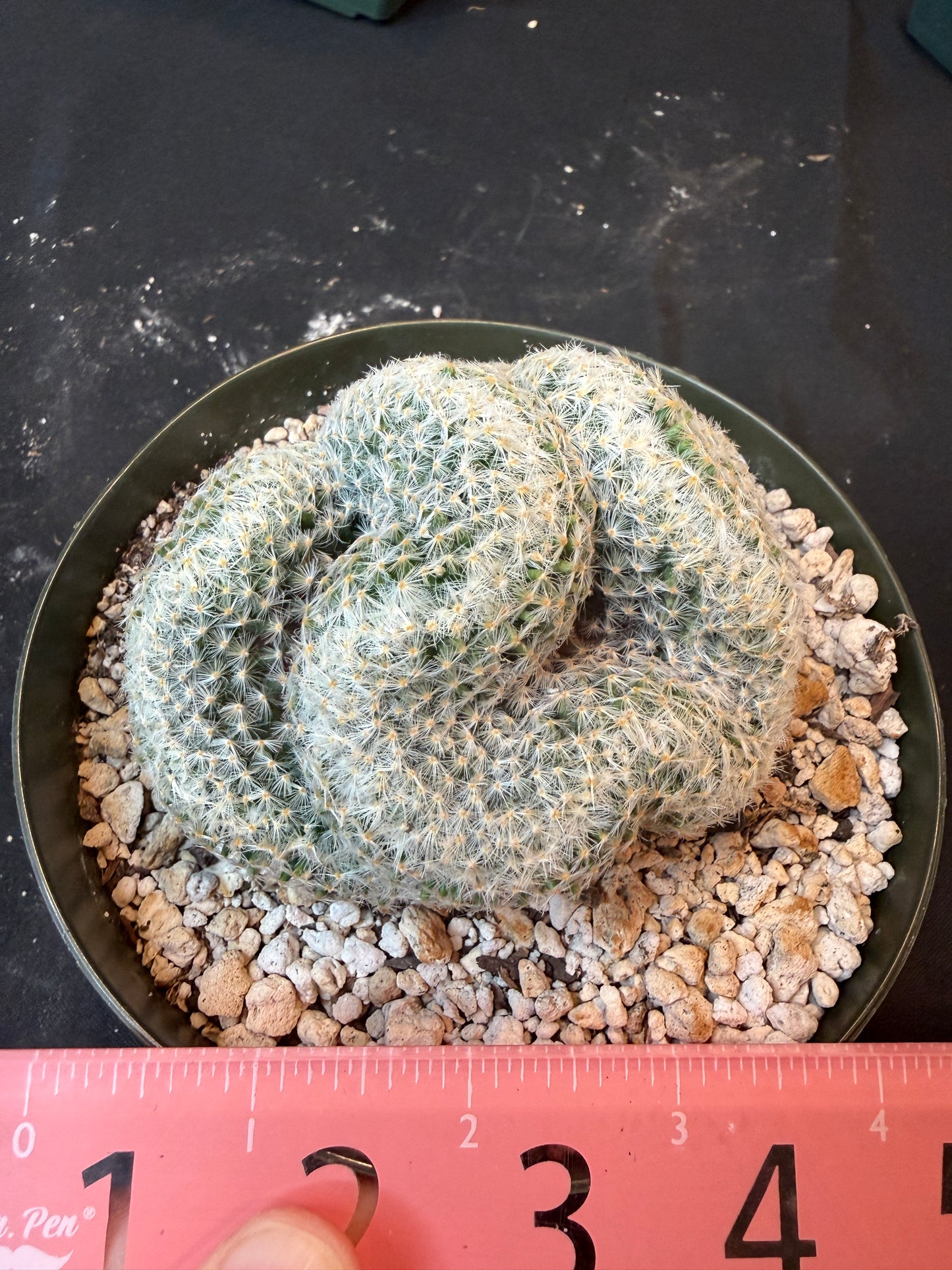 Mammillaria scheideana large crest 1601