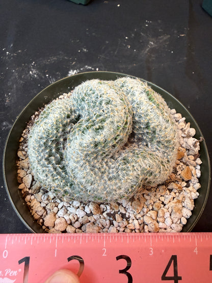 Mammillaria scheideana large crest 1601