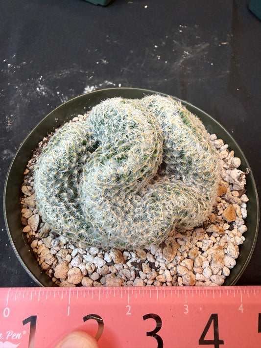 Mammillaria scheideana large crest 1601