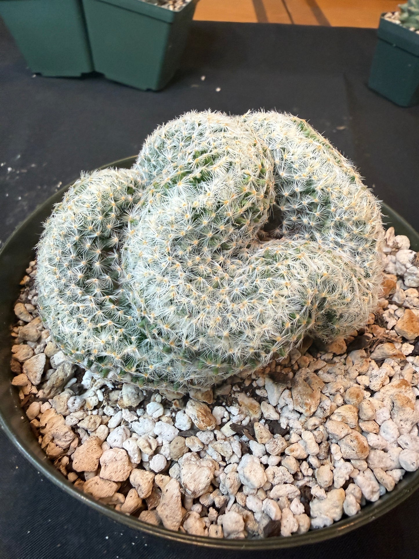 Mammillaria scheideana large crest 1601