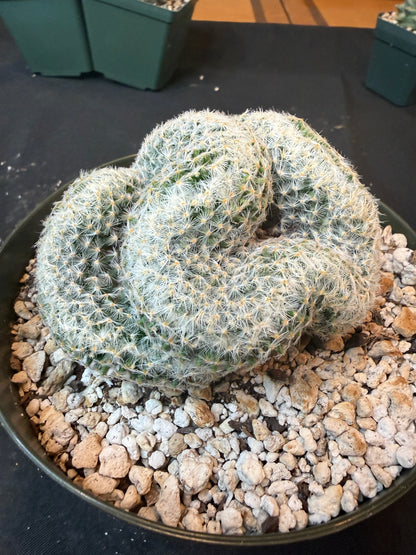 Mammillaria scheideana large crest 1601