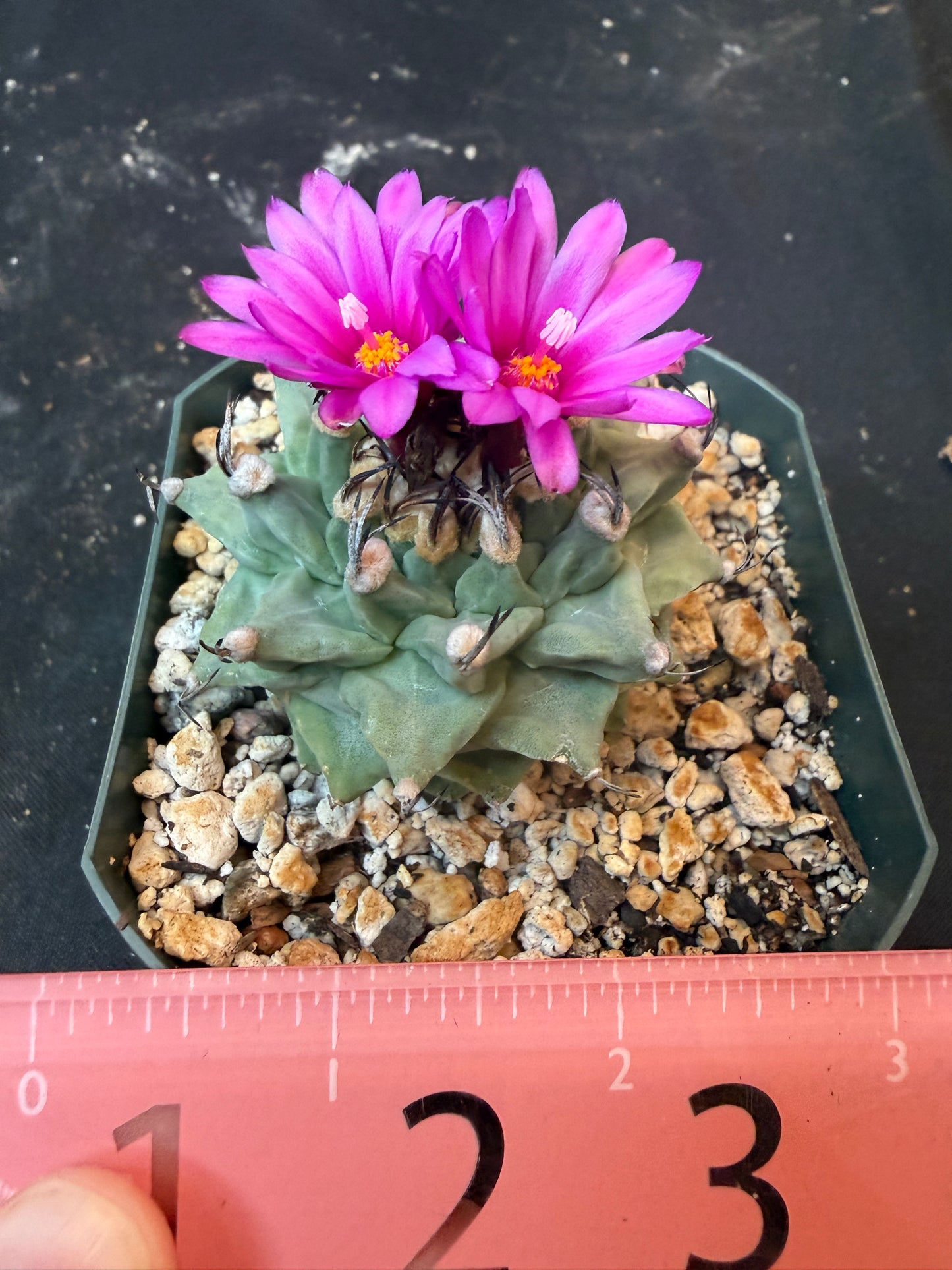 Turbinicarpus alonsoi large 1213