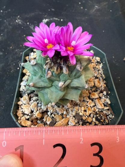 Turbinicarpus alonsoi large 1213