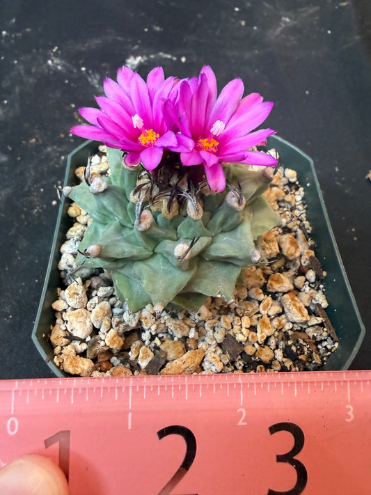 Turbinicarpus alonsoi large 1213