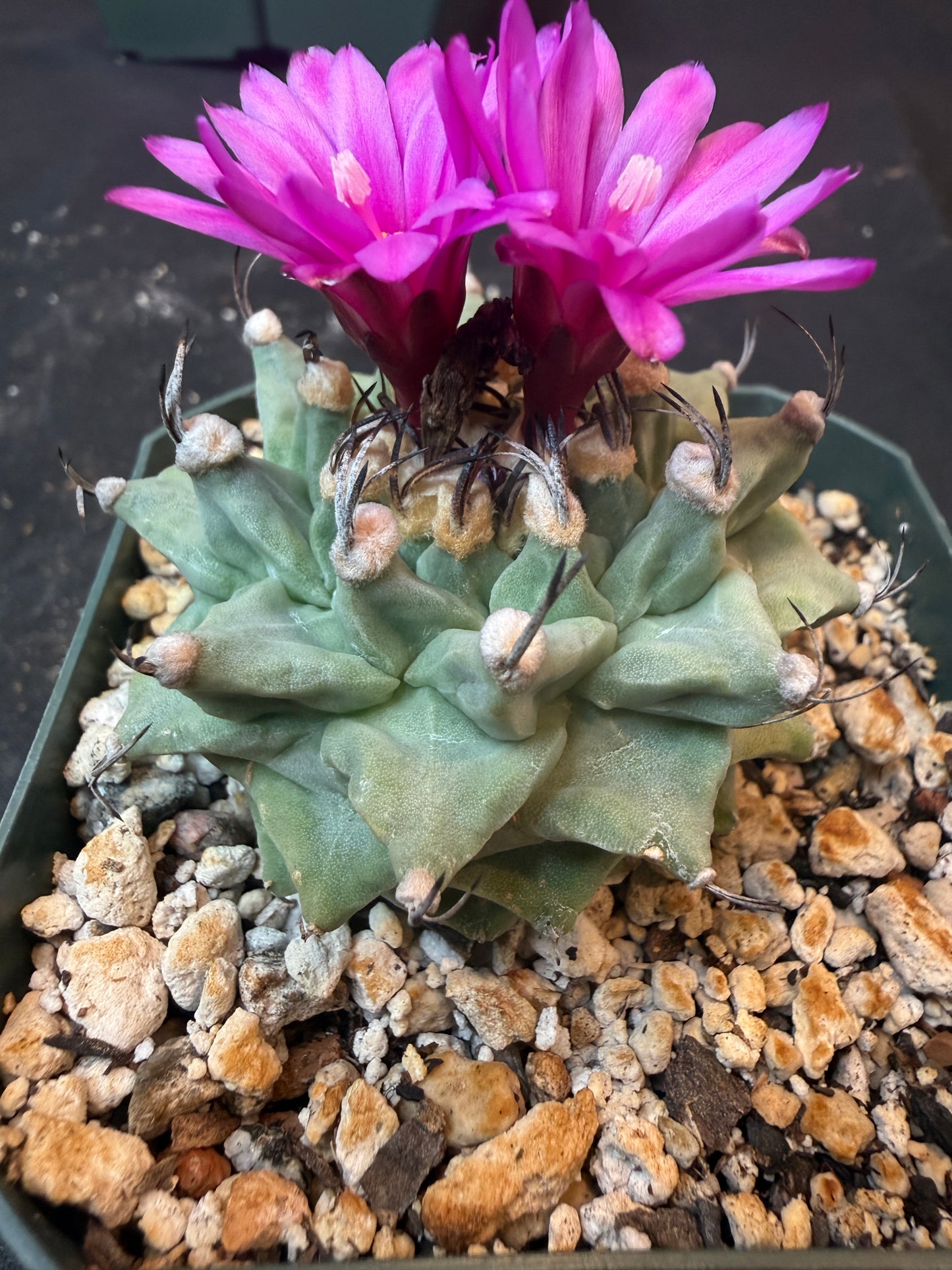 Turbinicarpus alonsoi large 1213