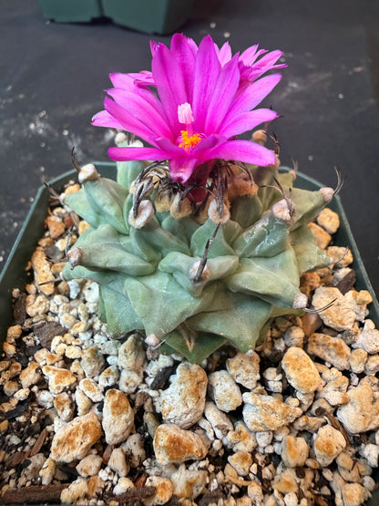 Turbinicarpus alonsoi large 1213