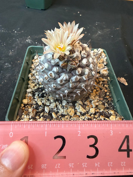 Turbinicarpus lophophoroides 10 years old plant 954