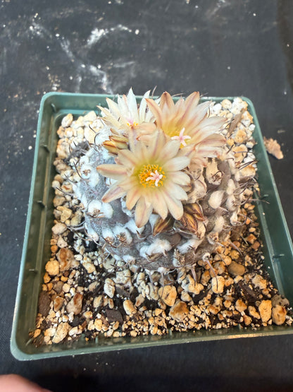 Turbinicarpus lophophoroides 10 years old plant 954